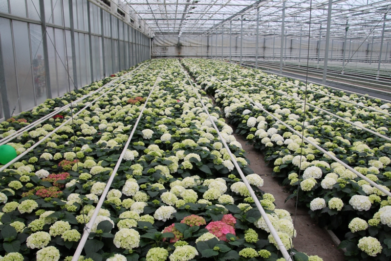 pepiniere-BIOT-min_nursery-hydrangea-white-flowers-greenhouse-flower-1609210-pxhere.com