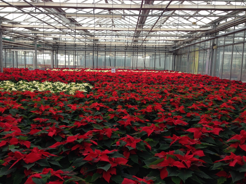 pepiniere-BIOT-min_poinsettia-210023